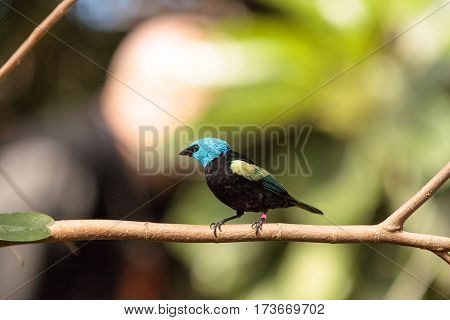 Blue Necked Tanager Scientifically Known As Tangara Cyanicoilis