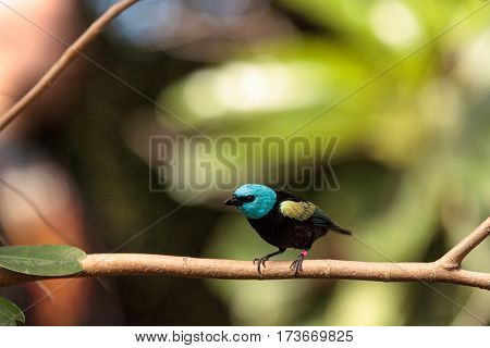 Blue Necked Tanager Scientifically Known As Tangara Cyanicoilis