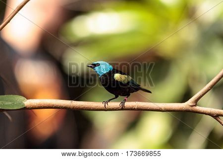 Blue Necked Tanager Scientifically Known As Tangara Cyanicoilis