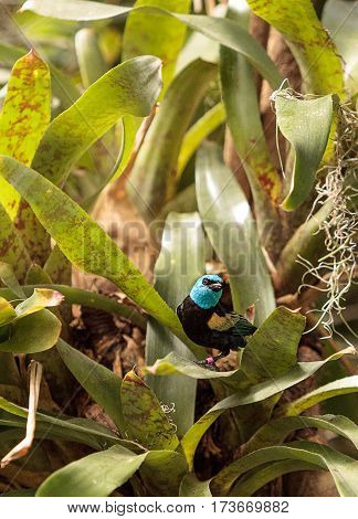 Blue Necked Tanager Scientifically Known As Tangara Cyanicoilis