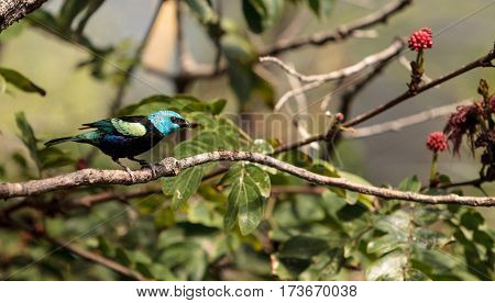 Blue Necked Tanager Scientifically Known As Tangara Cyanicoilis