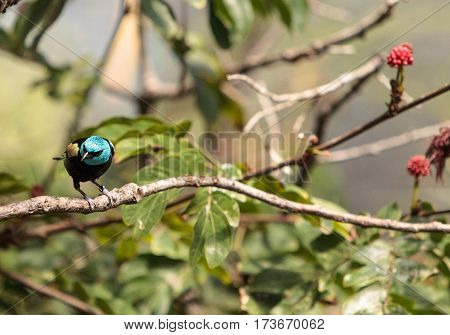 Blue Necked Tanager Scientifically Known As Tangara Cyanicoilis