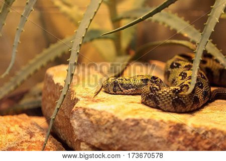 Ethiopian mountain adder known as Bitis parviocula is found in the mountains of southwest Ethiopia