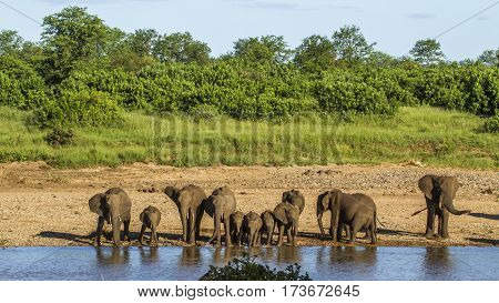 group of african bush elephants in Kruger Par, South Africa