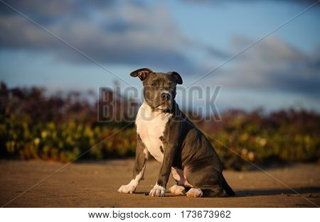 American Pit Bull Terrier puppy dog outdoors sitting by flower field