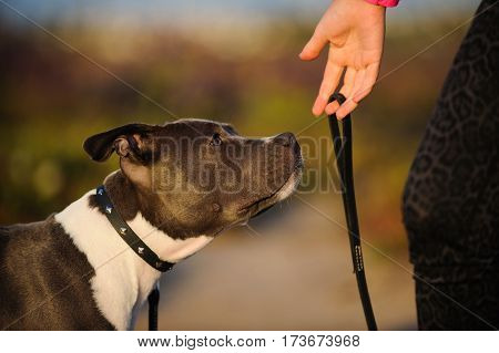 American Pit Bull Terrier dog looking at owners hand with leash