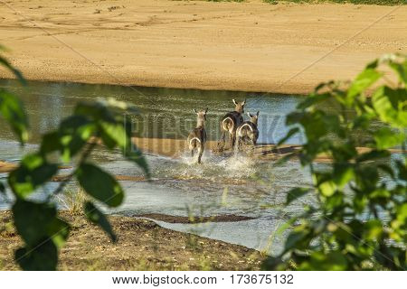 group of waterbucks in the riverbank in Kruger Park, South Africa