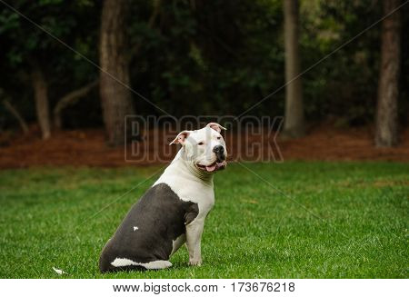American Pit Bull Terrier dog sitting outdoors in park with trees