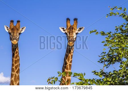 two giraffes wild in blue background in Kruger Park