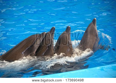 Four dolphins close up. Thailand. Phuket.