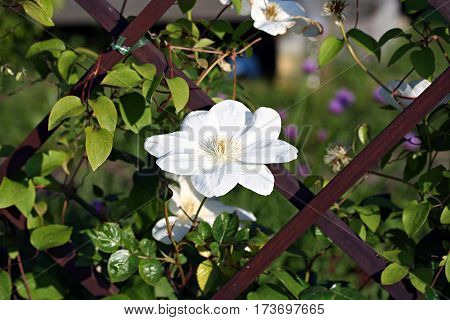 Clematis 'guernsey Cream'