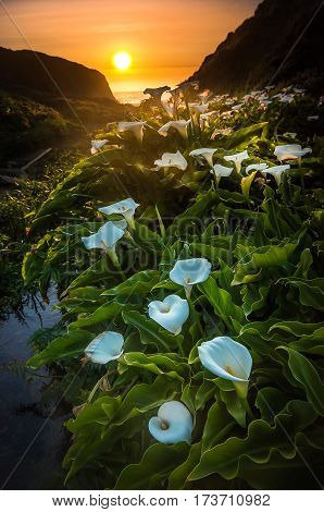 Calla Lilly Big Sur California