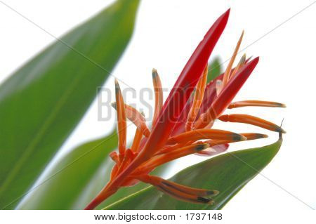 Kukka Surinamista