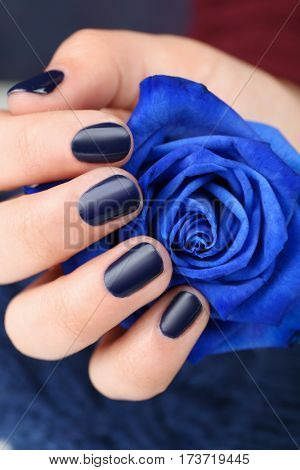 Nail art concept. Beautiful female hand with neat manicure holding blue rose