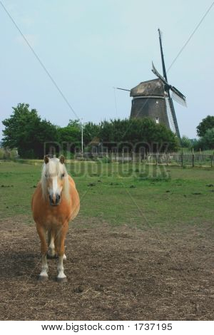 Лошадь перед ветряная мельница