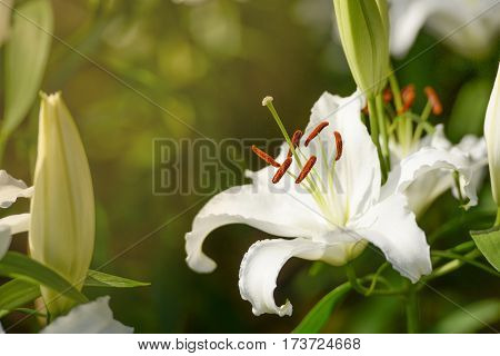 White lily flower with morning sunrise in garden