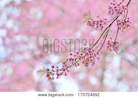 Pink beautiful flowers of Wild Himalayan Cherry another name is Sakura of thailand in winter