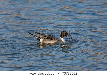 male northern pintail (Anas acuta) swimming in blue water and sunlight