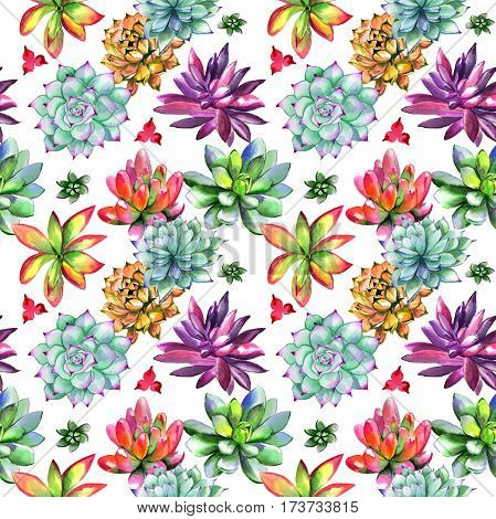 Wildflower succulentus flower pattern in a watercolor style isolated. Full name of the plant: succulentus. Aquarelle wild flower for background, texture, wrapper pattern, frame or border.
