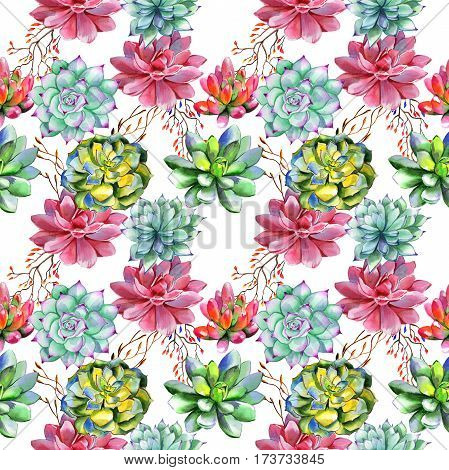 Wildflower succulentus flower pattern in a watercolor style isolated. Full name of the plant: succulentus. Aquarelle wild flower for background, texture, wrapper pattern, frame or border.