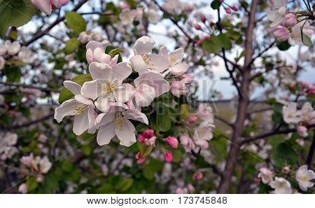 Apple tree flowers spring beauty white flowering Bush