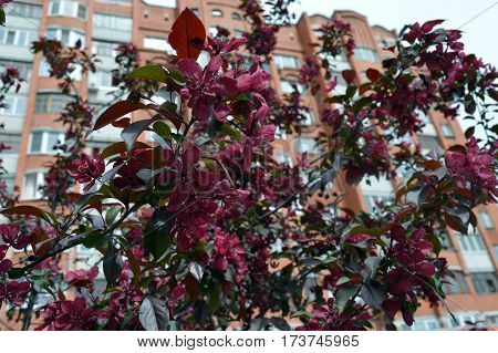 spring Bush flowers flowerbed greens snowdrop forest