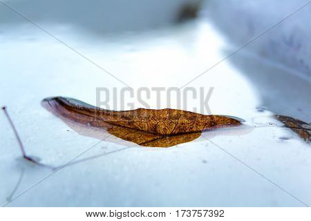 A dried leaf floating in fresh cold water