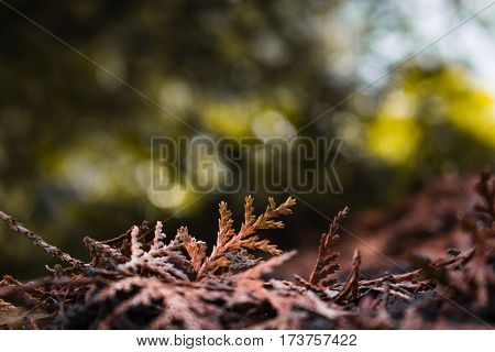 A dried red leaf in the forest