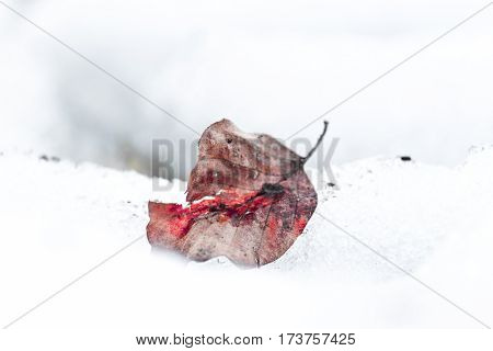 A dried red leaf on ice and snow