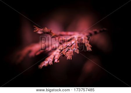 A dried red cypress branch in a dark surrounding