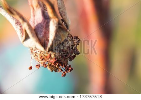 A dried rose with a colorful background