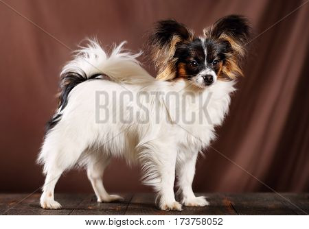 Beautiful dog breed Papillon on a brown background