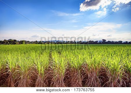 Beautiful green field of lush sugar cane growing and blue sky with light clouds. Soft focus due to long exposure shot.