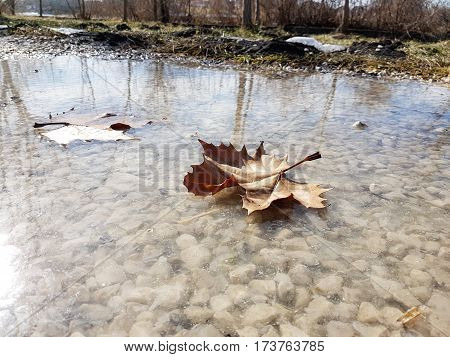 Picture of a leaf in a sunny day