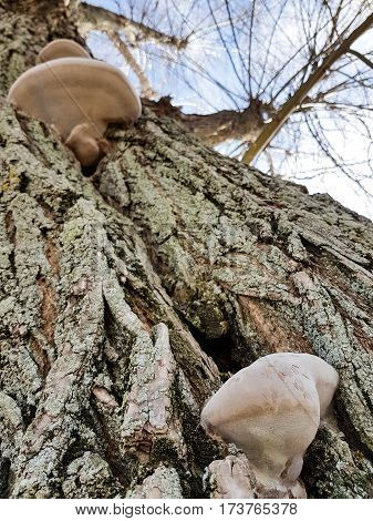 Picture of a tree with two mushrooms