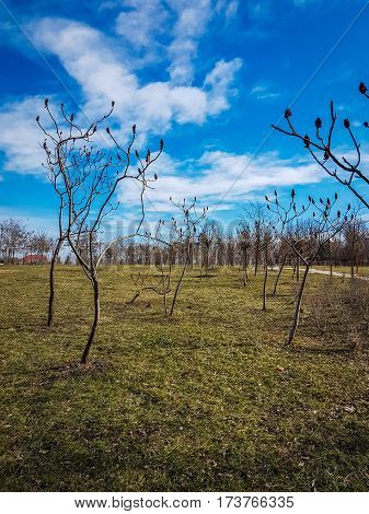 Picture of a tree with red fructs in a sunny day,blue sky