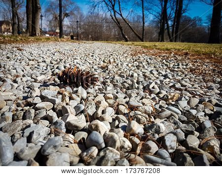 Picture of a cone in a sunny day