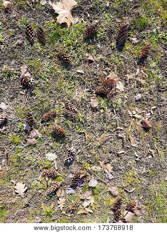 Picture of cones in a sunny day