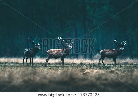 Group Of Red Deer Stag Standing In Forest Meadow.