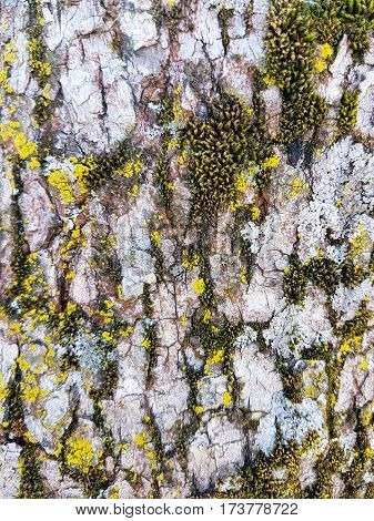 Picture of a tree with moss in a sunny day
