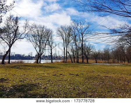 Picture of a trees in a sunny day,blue sky