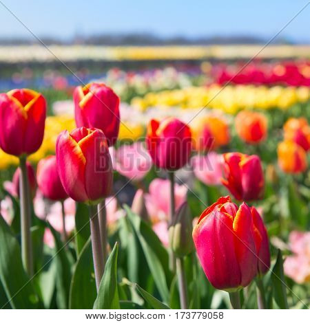 Typical landscape in Holland with flowerbulbs