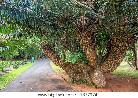 Lush Mombasa cycad tree or Encephalartos hildebrandtii