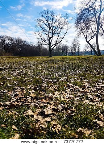 Picture of a trees in a sunny day,blue sky