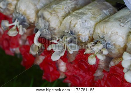Mushroom cultivation in the bag infection of farm