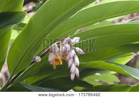 Ginger Flower