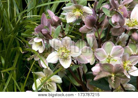 Helleborus In A Garden