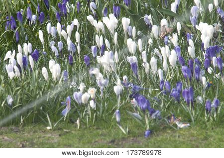Crocus (crocus Sp.) Their Colors Vary Enormously, Although Lilac, Mauve, Yellow, And White Are Predo