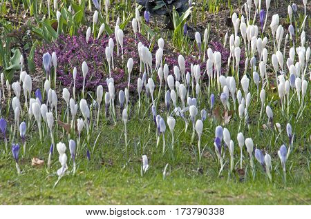 Crocus bulbs in a green grass land
