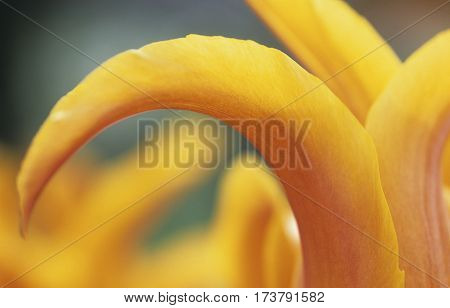 Tulip (tulipa) Is A Spring-blooming Perennial That Grow From Bulbs.